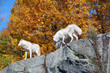 Arctic Wolf