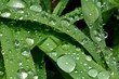 葉に付いた雨粒