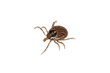 parasite tick parasite tick