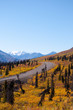 Fall Road Into Mountains Portrait