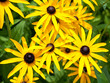 Sonnenhut - Rudbeckia