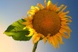 Sunflower sunset