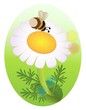 bumblebee and a camomile