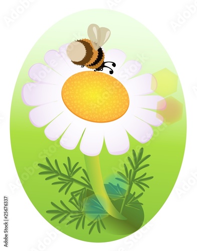 Vector: bumblebee and a camomile bumblebee and a camomile