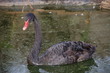 Black Swan