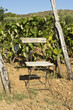 vigne et chaise