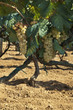vigne raisin blanc