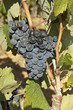 grappe raisin rouge