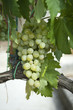 grappe raisin blanc