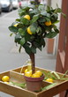 Petit arbre en plastique