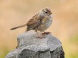 Juvenile white crowned sparrow