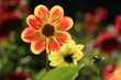 bright colourfull dalia