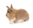 Lionhead rabbit. Lionhead rabbit.