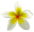 fleur de frangipanier, fond blanc fleur de frangipanier, fond blanc