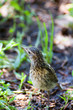 the small bird