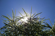 the sunligth