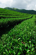 Green tea field, Chiangrai,Thailand