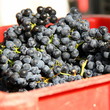 Caisse de vendange Côtes du Rhône Caisse de vendange Côtes du Rhône