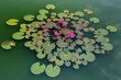 Lotus pattern in green pond