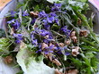 Salade dherbes sauvages Salade dherbes sauvages