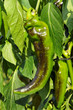 green peppers