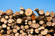 Foto: Holzstapel, stack of wood Holzstapel, stack of wood