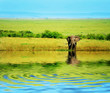 African Elephant in the wild African Elephant in the wild