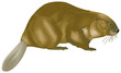 Castor