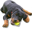 Rotti