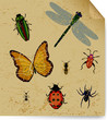 The dried insects on old book sheet. Vector