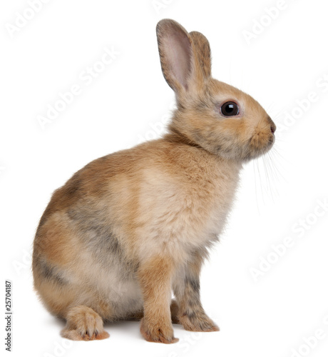Photo: Portrait of a European Rabbit, Oryctolagus cuniculus, sitting Portrait of a European Rabbit, Oryctolagus cuniculus, sitting