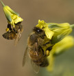 busy spring bees collect pollen from yellow broccoli flowers in