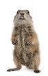 Black-tailed prairie dog, Cynomys ludovicianus, standing