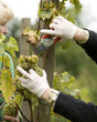 Weinlese Weinlese