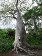 Baobab et homme