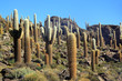 Cactuses