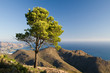 Lonely pine on Spanish coast