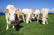 Vache (22)