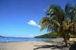 Palmier sur la plage à Guadeloupse
