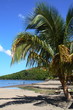 Palmier sur la plage (Guadeloupe)