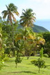 Cocotiers à Guadeloupe