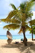 Plage à sable blanc et un palmier (Guadeloupe)