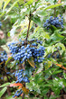 Prunus spinosa