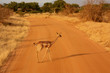 Antilope
