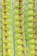 Saguaro Cactus Carnegiea gigantea spines detail