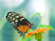 Photo en ligne au meilleur prix A beautiful butterfly rests on a flower