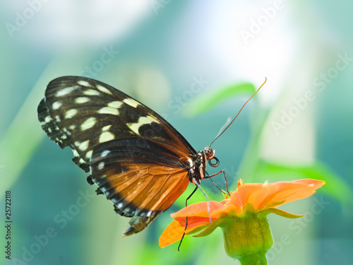 Foto: A beautiful butterfly rests on a flower A beautiful butterfly rests on a flower