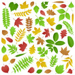 Collection of Green and Autumn Leaves Collection of Green and Autumn Leaves