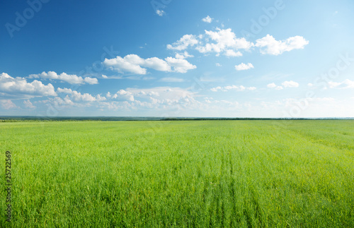 Photo: oat field and sunny sky oat field and sunny sky