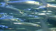 Swarm of pilchard (sardines) Swarm of pilchard (sardines)